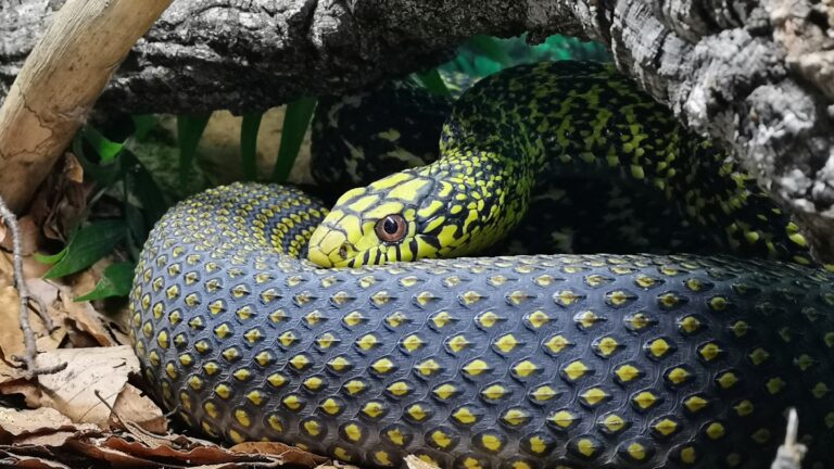 snakeroom-serpentarium-0 snakeroom-serpentarium-0